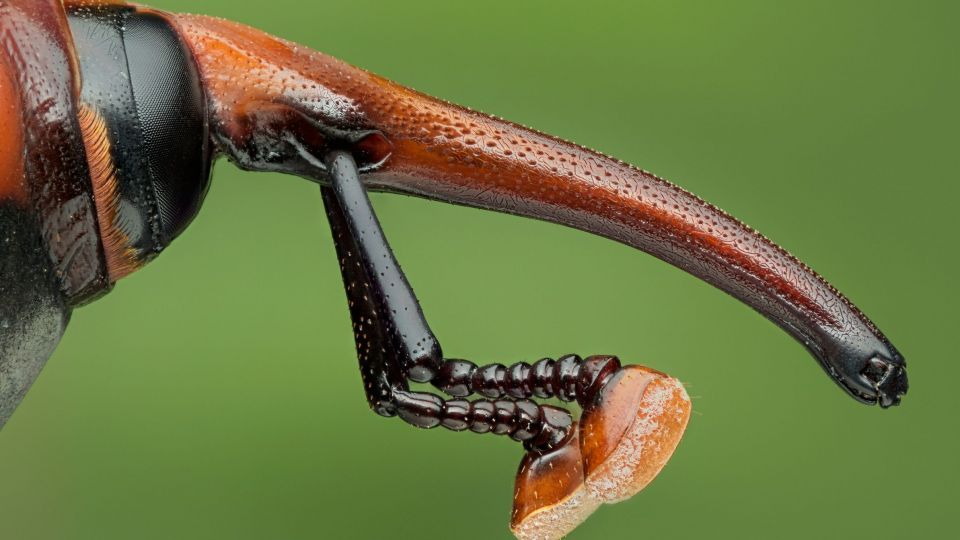 دنیای اعجاب‌انگیز حشرات