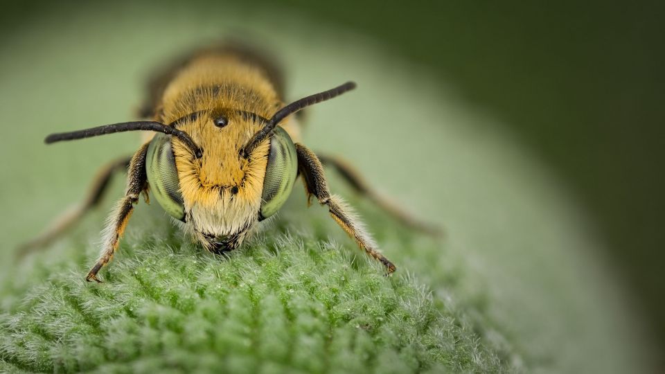 دنیای اعجاب‌انگیز حشرات
