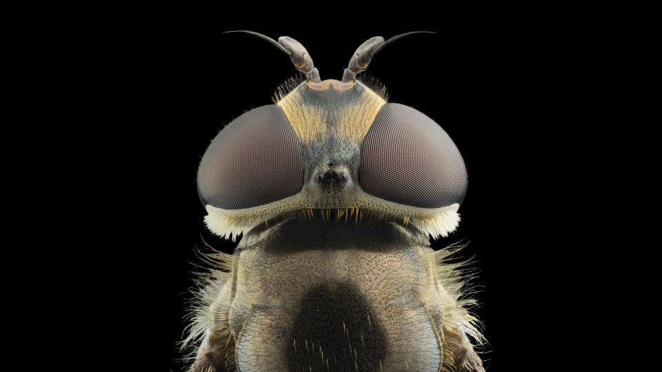 دنیای اعجاب‌انگیز حشرات