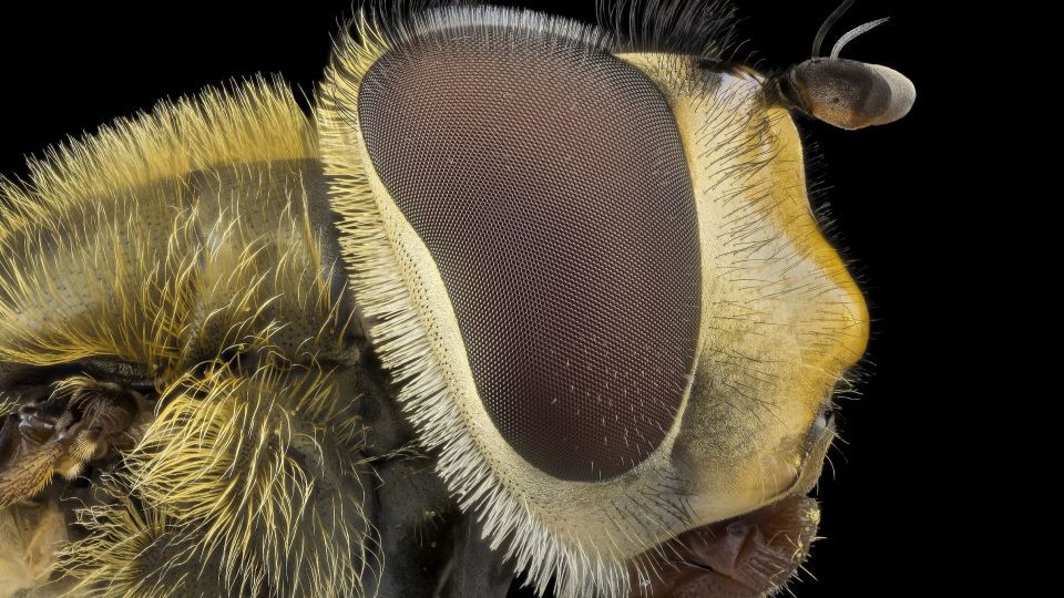 دنیای اعجاب‌انگیز حشرات