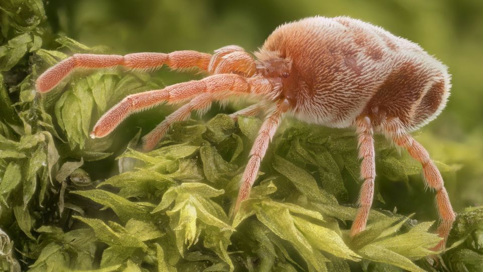 دنیای اعجاب‌انگیز حشرات