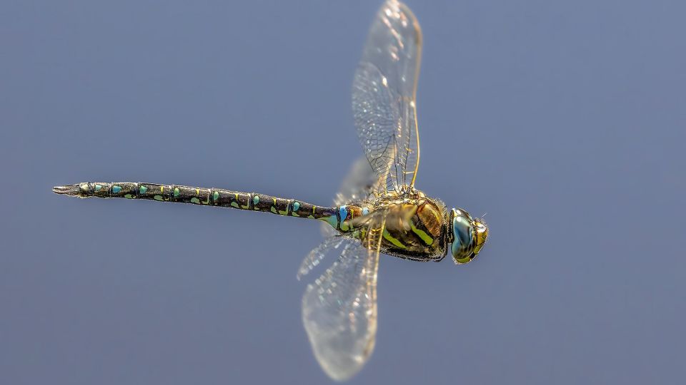 دنیای اعجاب‌انگیز حشرات