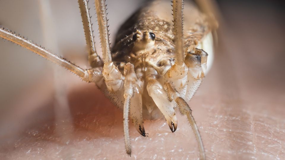 دنیای اعجاب‌انگیز حشرات