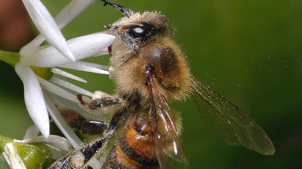 دنیای اعجاب‌انگیز حشرات