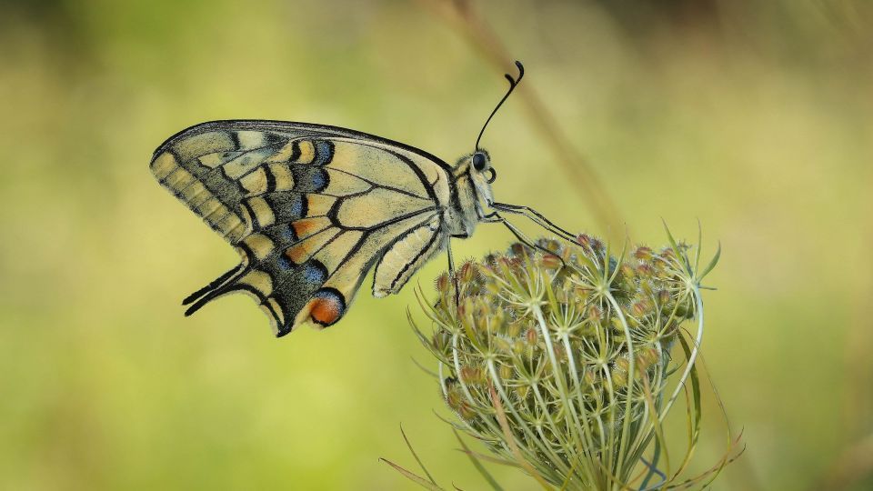 دنیای اعجاب‌انگیز حشرات