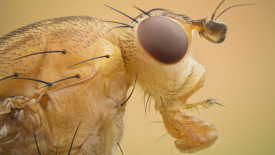 دنیای اعجاب‌انگیز حشرات