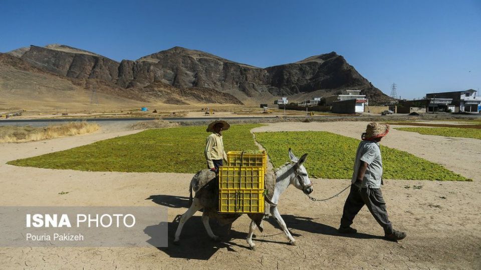 برداشت انگور و تولید کشمش و شیره در ملایر