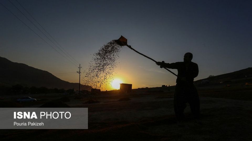 برداشت انگور و تولید کشمش و شیره در ملایر