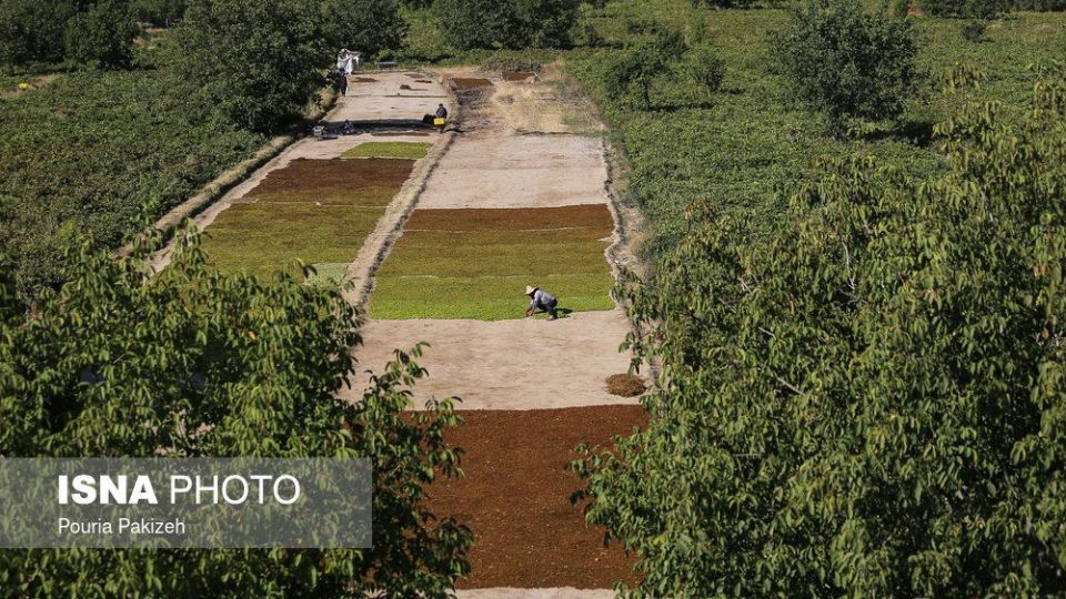 برداشت انگور و تولید کشمش و شیره در ملایر