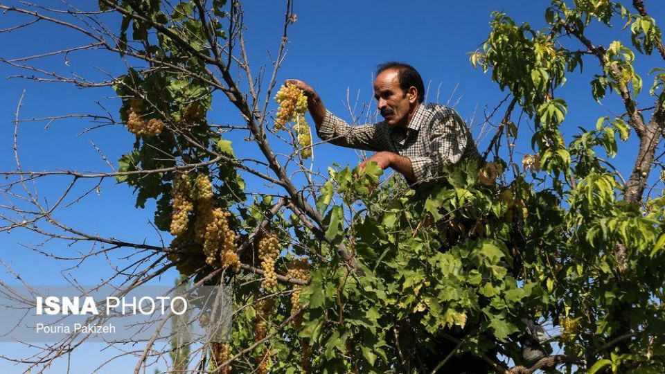 برداشت انگور و تولید کشمش و شیره در ملایر
