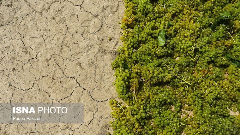 برداشت انگور و تولید کشمش و شیره در ملایر