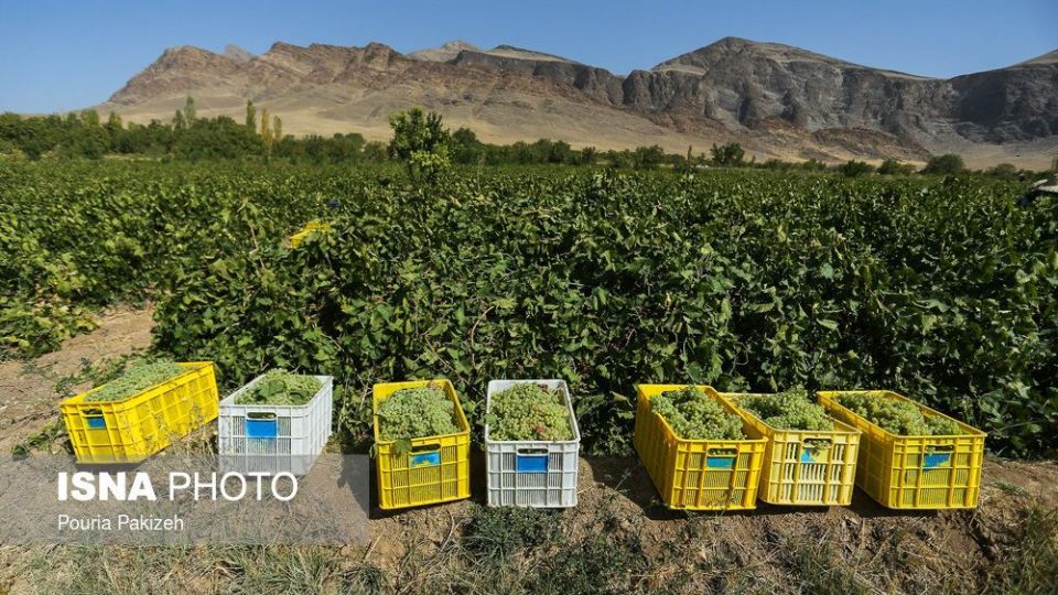 برداشت انگور و تولید کشمش و شیره در ملایر