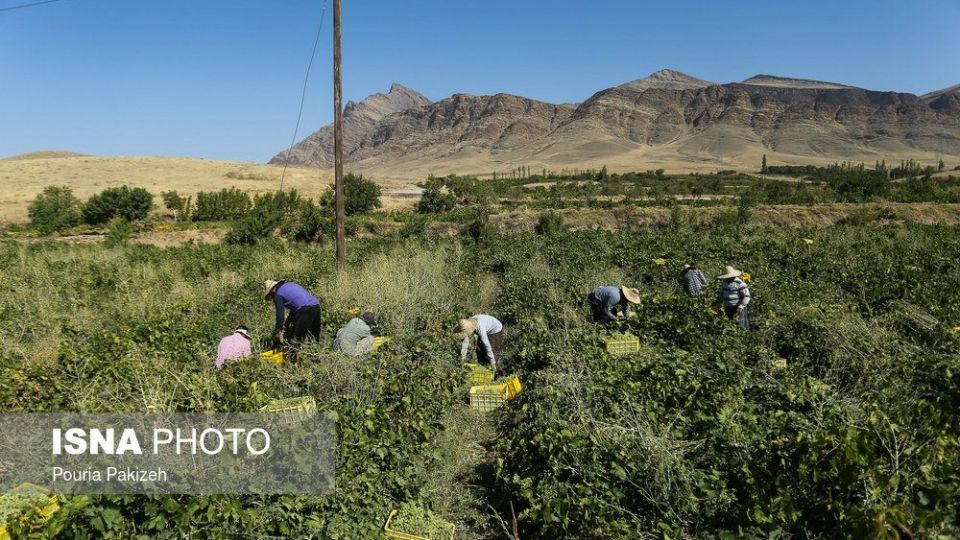 برداشت انگور و تولید کشمش و شیره در ملایر