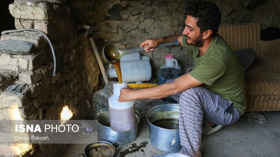 برداشت انگور و تولید کشمش و شیره در ملایر