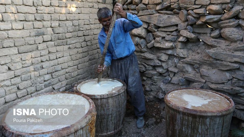 برداشت انگور و تولید کشمش و شیره در ملایر