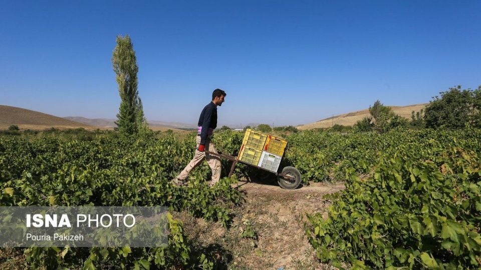 برداشت انگور و تولید کشمش و شیره در ملایر