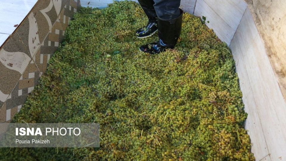 برداشت انگور و تولید کشمش و شیره در ملایر
