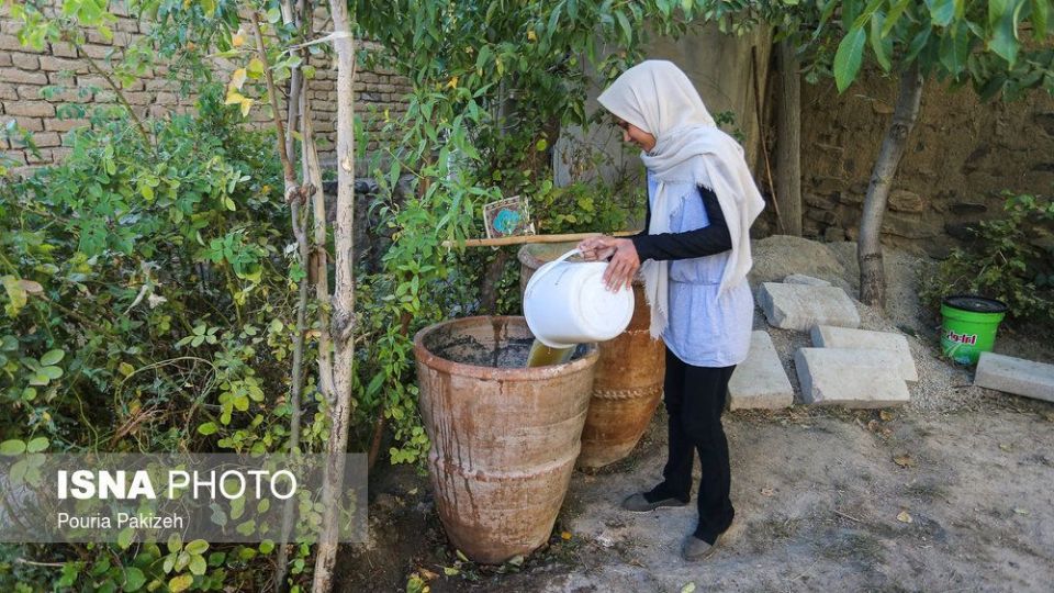 برداشت انگور و تولید کشمش و شیره در ملایر