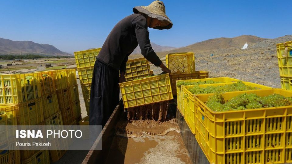 برداشت انگور و تولید کشمش و شیره در ملایر