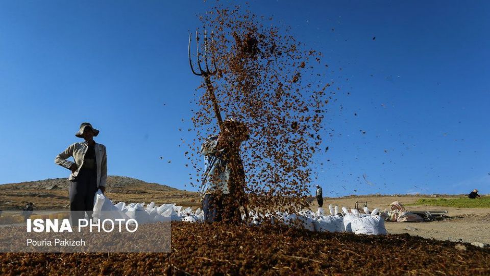 برداشت انگور و تولید کشمش و شیره در ملایر