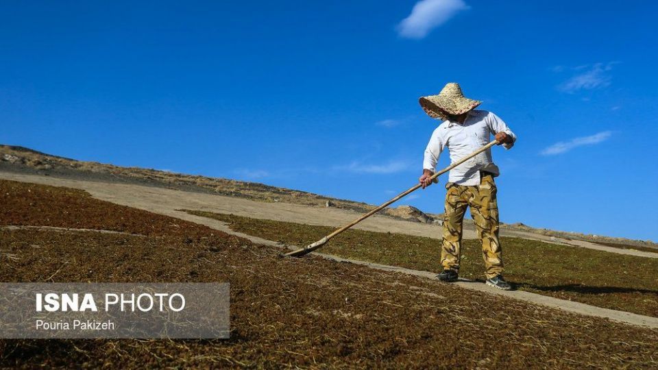 برداشت انگور و تولید کشمش و شیره در ملایر