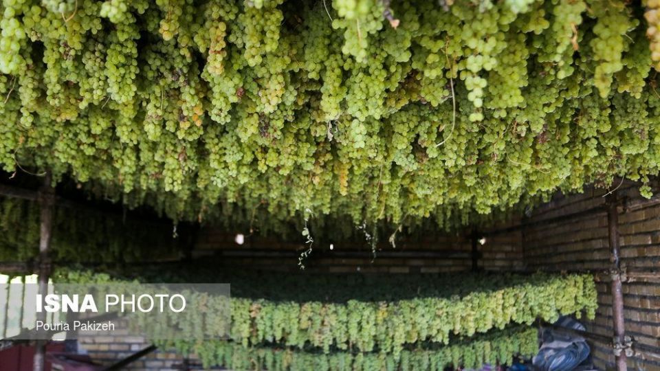 برداشت انگور و تولید کشمش و شیره در ملایر