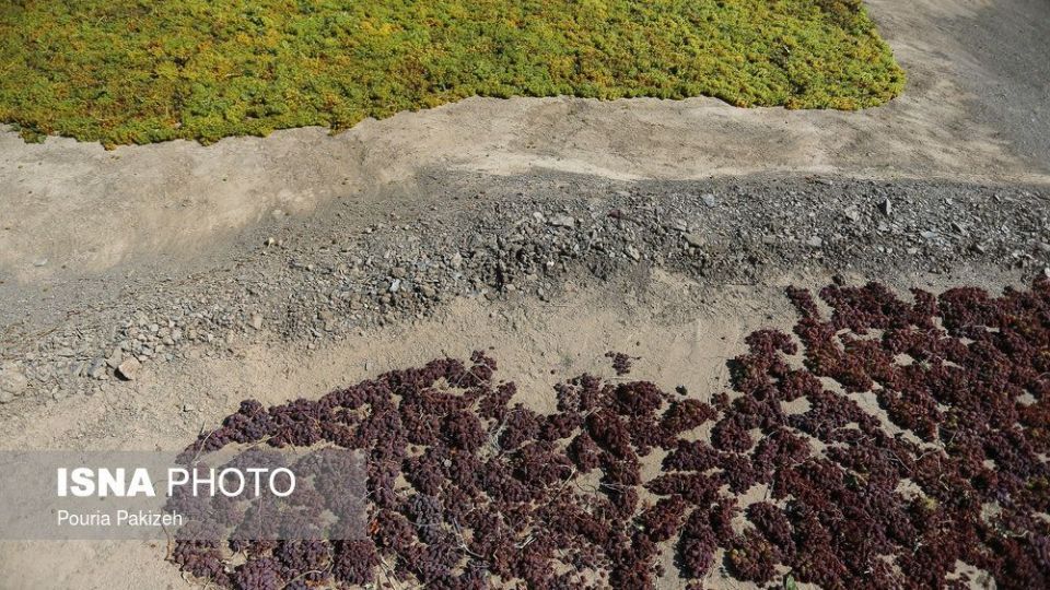 برداشت انگور و تولید کشمش و شیره در ملایر