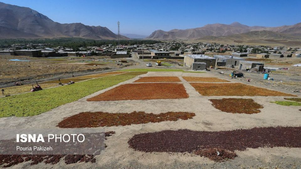 برداشت انگور و تولید کشمش و شیره در ملایر
