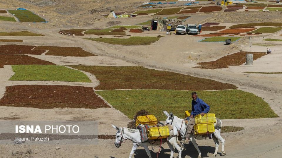 برداشت انگور و تولید کشمش و شیره در ملایر
