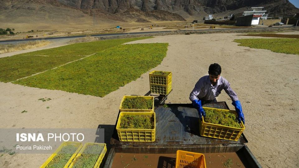 برداشت انگور و تولید کشمش و شیره در ملایر
