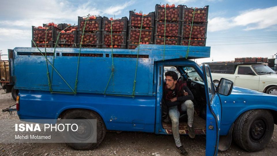 برداشت گوجه‌فرنگی در استان قزوین
