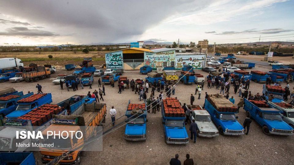 برداشت گوجه‌فرنگی در استان قزوین