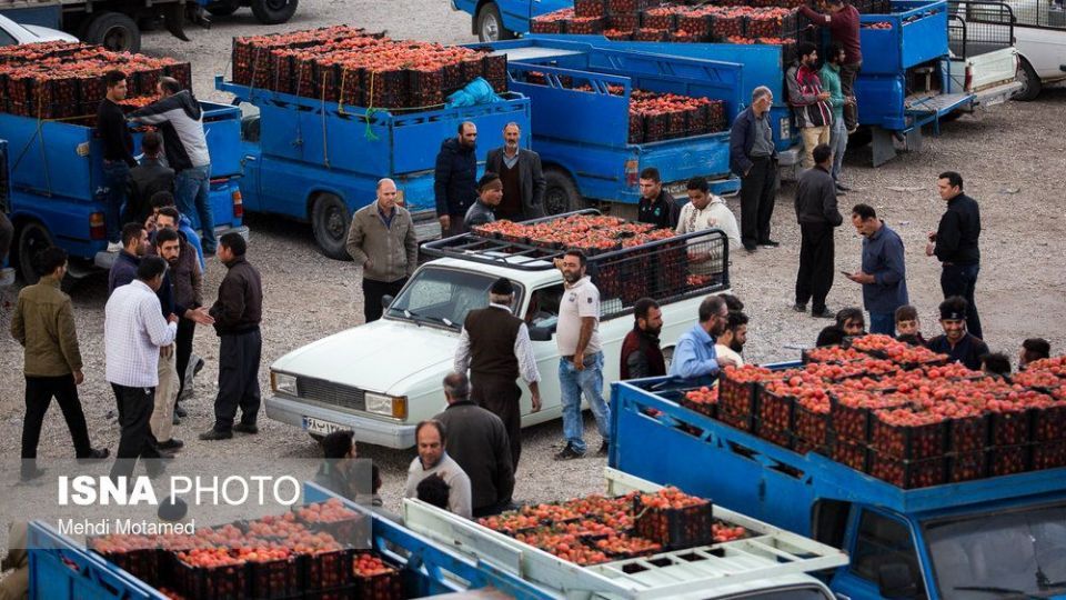 برداشت گوجه‌فرنگی در استان قزوین