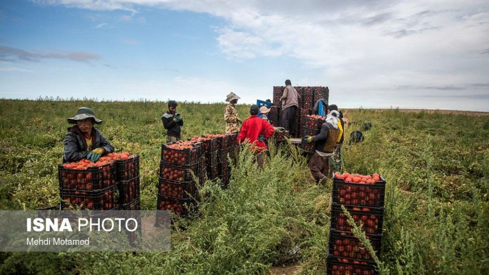برداشت گوجه‌فرنگی در استان قزوین