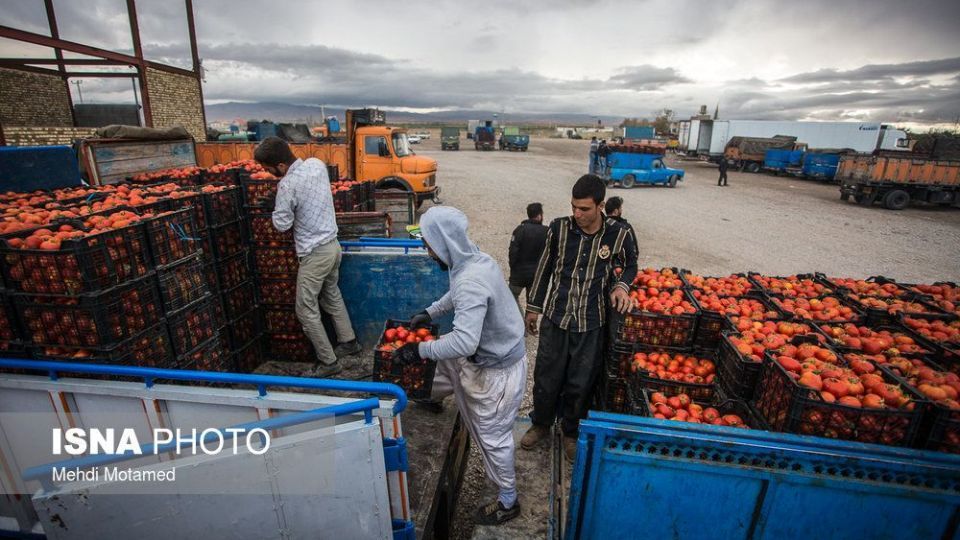 برداشت گوجه‌فرنگی در استان قزوین