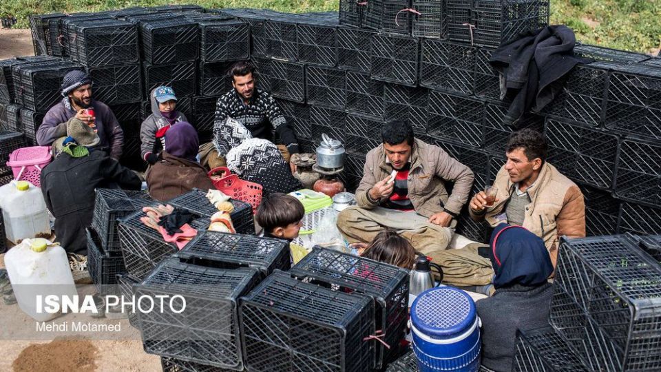 برداشت گوجه‌فرنگی در استان قزوین