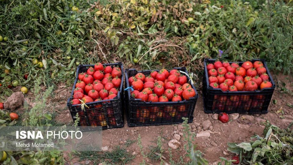 برداشت گوجه‌فرنگی در استان قزوین