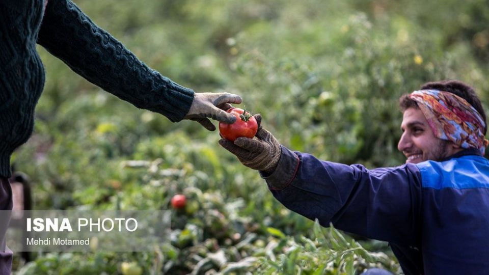 برداشت گوجه‌فرنگی در استان قزوین