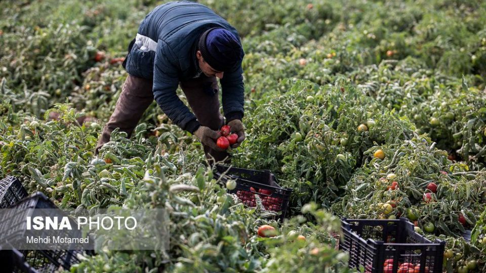 برداشت گوجه‌فرنگی در استان قزوین