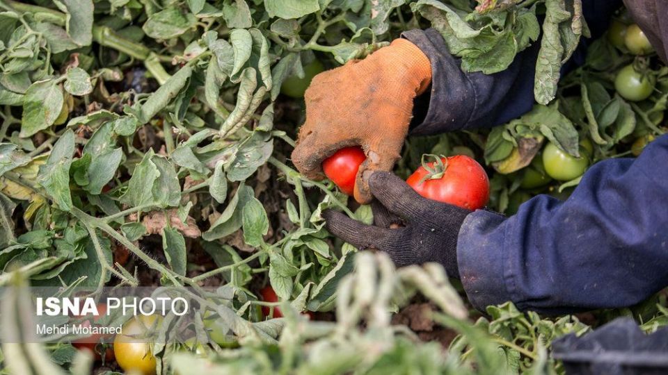 برداشت گوجه‌فرنگی در استان قزوین