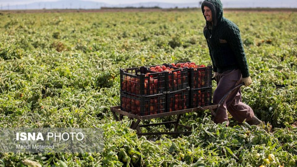 برداشت گوجه‌فرنگی در استان قزوین