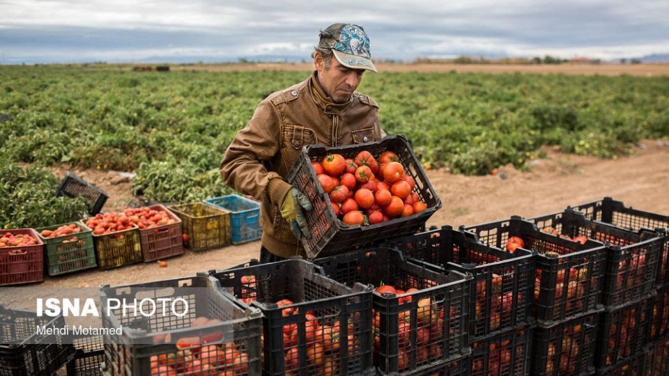 برداشت گوجه‌فرنگی در استان قزوین