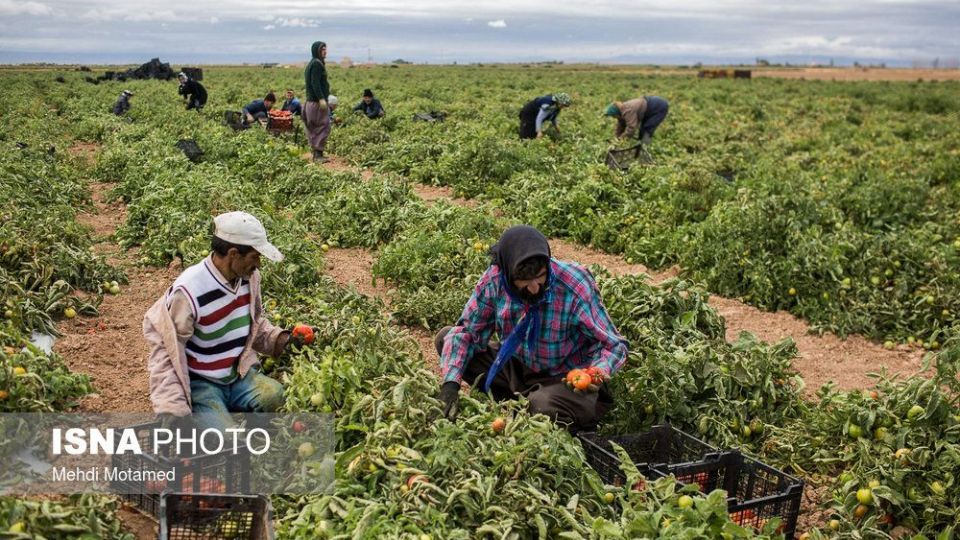 برداشت گوجه‌فرنگی در استان قزوین