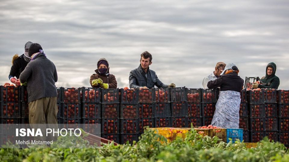 برداشت گوجه‌فرنگی در استان قزوین