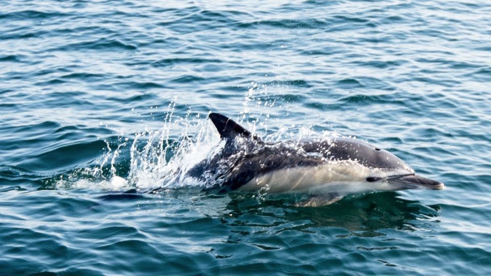 عکس‌های برتر حیات‌وحش هفته به انتخاب گاردین