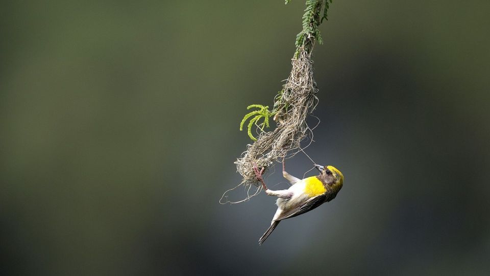 عکس‌های برتر حیات‌وحش هفته به انتخاب گاردین