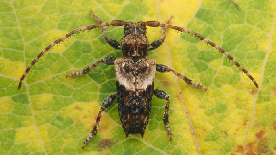 عکس‌های برتر حیات‌وحش هفته به انتخاب گاردین