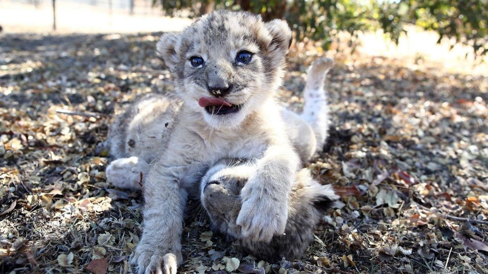 عکس‌های برتر حیات‌وحش هفته به انتخاب گاردین