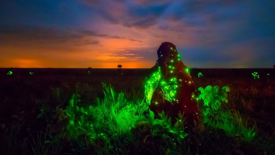 عکس‌های برتر حیات‌وحش هفته به انتخاب گاردین