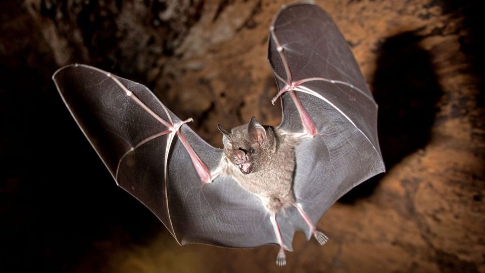 عکس‌های برتر حیات‌وحش هفته به انتخاب گاردین